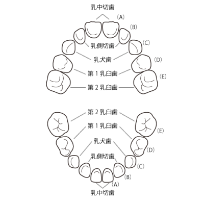 乳歯のおはなし ブログ とよた歯科 堀江 南堀江の歯科医院 歯医者